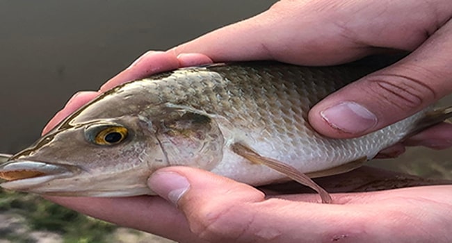 tilapia breeder